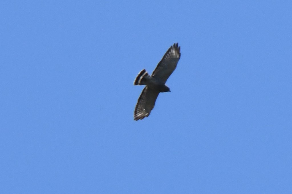 Hawk, Broad-winged, 2018-05051580 Royalston, MA.JPG - Broad-winged Hawk in flight. Birch Hill Dam area, Royalston, MA, 5-5-2015